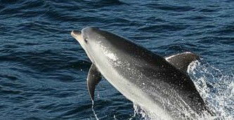 Tamboi Queen Cruises - Tourism Caloundra 2