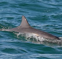 Byron Bay Dolphin Wildlife Tours - Tourism Caloundra