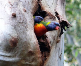 West Pennant Hills NSW Tourism Caloundra