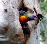 Cumberland State Forest - Tourism Caloundra