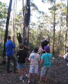 Boronia Tours - Tourism Caloundra 1