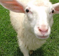 Golden Ridge Animal Farm - Tourism Caloundra