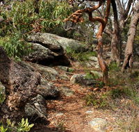 Box Head track - Tourism Caloundra