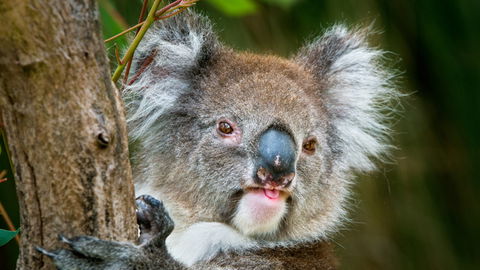 Brisbane Water National Park - Tourism Caloundra 2