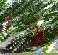 Forest Range Cherries - Tourism Caloundra