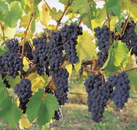 Hills Short Wine and Food Trail - Tourism Caloundra