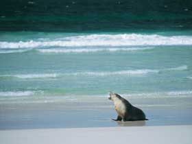 Flinders Chase National Park - Tourism Caloundra 1