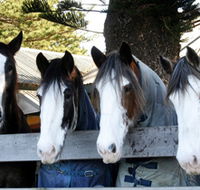 Victor Harbor Horse Drawn Tramway - Tourism Caloundra
