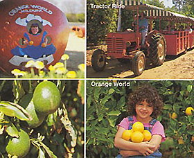 Orange World - Tourism Caloundra 1