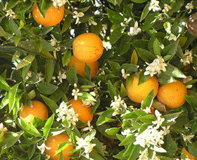 Orange World - Tourism Caloundra 2