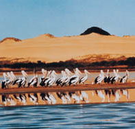Coorong National Park - Tourism Caloundra