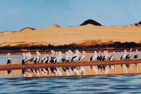 Coorong National Park - Tourism Caloundra 0