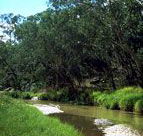 Salvator Rosa Section - Carnarvon National Park - Tourism Caloundra
