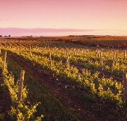 Ralph Fowler Wines - Tourism Caloundra