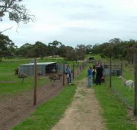 Avenue Emus - Tourism Caloundra