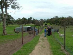 Avenue Emus - Tourism Caloundra 0