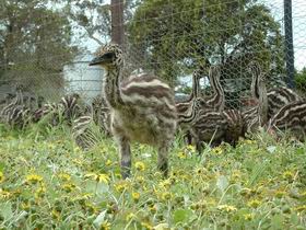 Avenue Emus - Tourism Caloundra 1