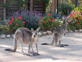 The Pioneer Settlement - Tourism Caloundra 5
