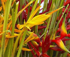 Parap Markets - Tourism Caloundra 1
