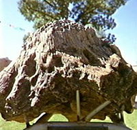 Fossilised Tree - Tourism Caloundra