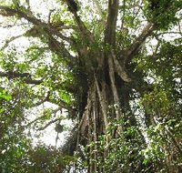 Cathedral Fig Tree - Tourism Caloundra