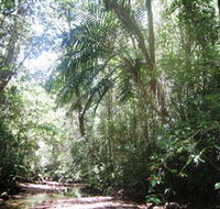 Mount Lewis National Park - Tourism Caloundra