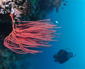 Eddy Reef Dive Site - Tourism Caloundra 0