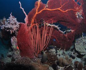 Eddy Reef Dive Site - Tourism Caloundra 2