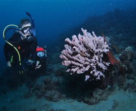 Eddy Reef Dive Site - Tourism Caloundra 1