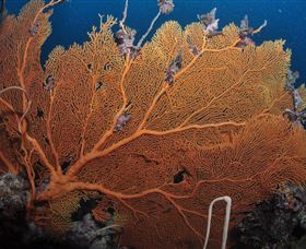 Eddy Reef Dive Site - Tourism Caloundra 3