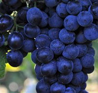 De Bortoli Wines Bilbul - Tourism Caloundra