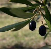 Red Rock Olives - Tourism Caloundra