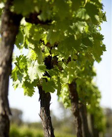 The Old School Winery And Pottery - Tourism Caloundra 1