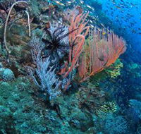 SS Yongala Dive Site - Tourism Caloundra