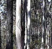 Kooyoora State Park - Tourism Caloundra