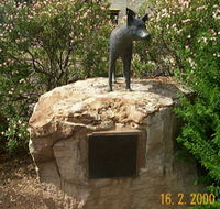 Dingo Statue - Tourism Caloundra