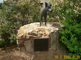Dingo Statue - Tourism Caloundra 0