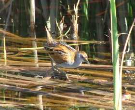 Fivebough Wetlands - Tourism Caloundra 1