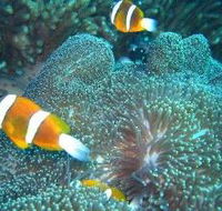 Davies Reef Dive Site - Tourism Caloundra