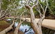 Oyala Thumotang National Park (CYPAL) - thumb 0