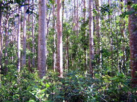 Yalboroo QLD Tourism Caloundra