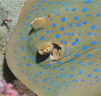 Jorgey's Patch Dive Site - Tourism Caloundra