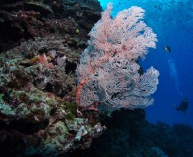 Barracuda Bommie Dive Site - Tourism Caloundra 0