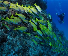 Barracuda Bommie Dive Site - Tourism Caloundra 2