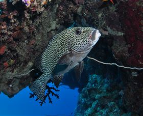 Barracuda Bommie Dive Site - Tourism Caloundra 1
