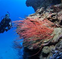 Three Sisters Dive Site - Tourism Caloundra
