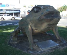 Big Cane Toad - Tourism Caloundra 0