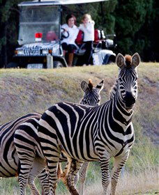 Taronga Western Plains Zoo, Dubbo - Tourism Caloundra 1