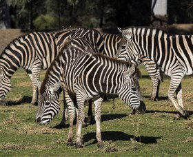 Taronga Western Plains Zoo, Dubbo - Tourism Caloundra 5