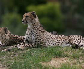 Taronga Western Plains Zoo, Dubbo - Tourism Caloundra 6